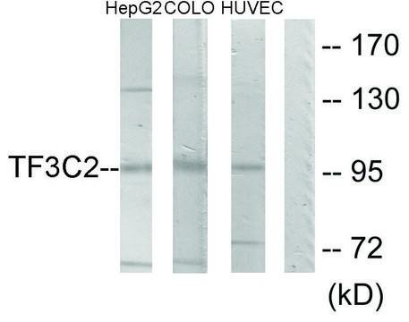 Anti-TF3C2 antibody produced in rabbit
