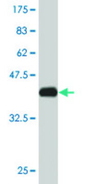 Monoclonal Anti-TCEB2 antibody produced in