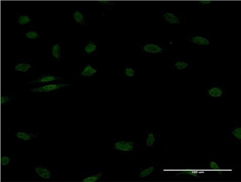 ANTI-EGR1 antibody produced in mouse