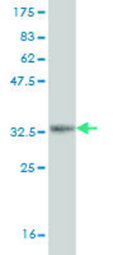 Monoclonal Anti-PASK, (N-terminal) antibody produced