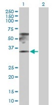 Anti-RPL17 antibody produced in rabbit