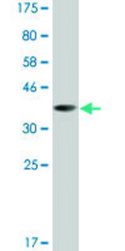 Monoclonal Anti-LHX5 antibody produced in