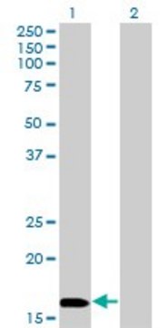 Monoclonal Anti-NME3, (C-terminal) antibody produced