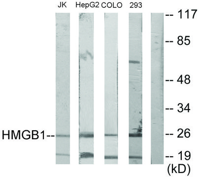Anti-HMGB1 antibody produced in rabbit
