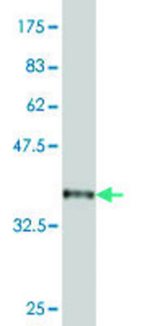 ANTI-BTG2 antibody produced in mouse