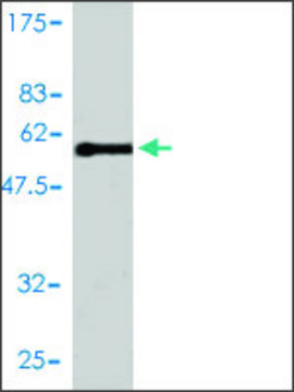 Monoclonal Anti-E2F6 antibody produced in