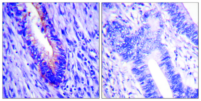 Anti-EIF4G antibody produced in rabbit