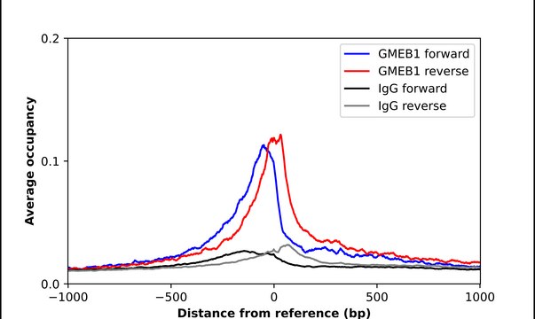 Anti-GMEB1 antibody produced in rabbit