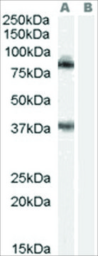Anti-BERP/RNF22 antibody produced in goat