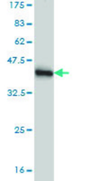 Monoclonal Anti-LDB1, (N-terminal) antibody produced