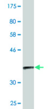 Monoclonal Anti-DHDH, (C-terminal) antibody produced