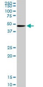 Anti-POFUT1 antibody produced in rabbit