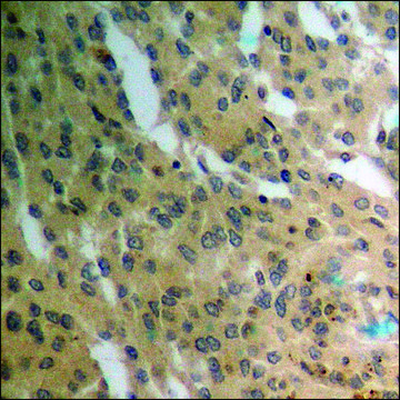 Anti-phospho-PTEN (pSer³??) antibody produced in