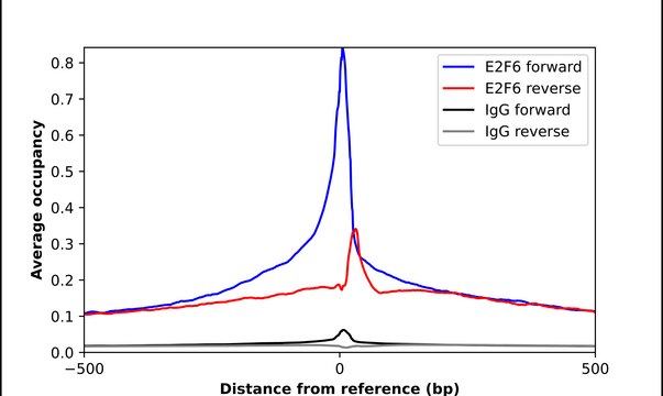 Anti-E2F6 antibody produced in rabbit