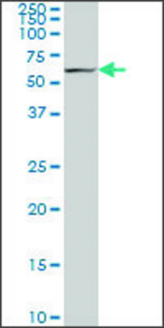 Monoclonal Anti-ACHE antibody produced in
