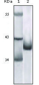 Monoclonal Anti-CDKN2A antibody produced in
