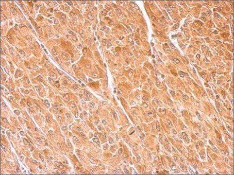 Anti-DBH antibody produced in rabbit