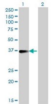 Monoclonal Anti-FCER2 antibody produced in