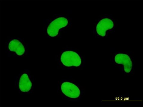 Monoclonal Anti-HDGFRP3 antibody produced in