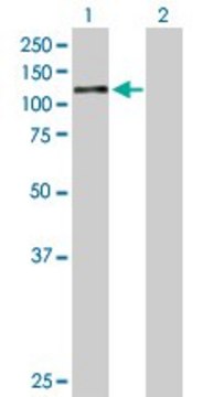 Anti-AHR antibody produced in mouse