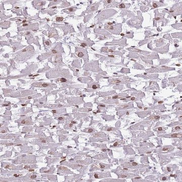 Anti-ZGLP1 antibody produced in rabbit