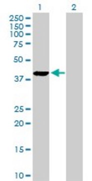 Anti-PLA2G4B antibody produced in rabbit