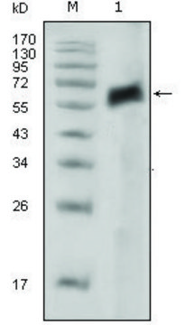 Monoclonal Anti-AXL antibody produced in