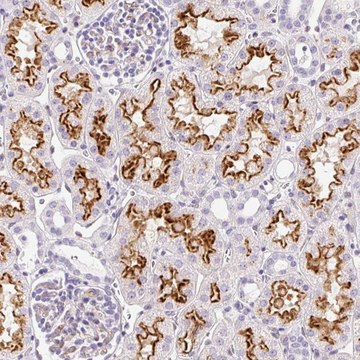 Anti-ASB4 antibody produced in rabbit
