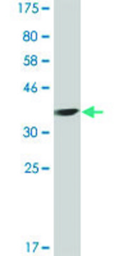 Monoclonal Anti-APOL3 antibody produced in