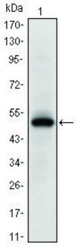 Monoclonal Anti-EPHA10 antibody produced in