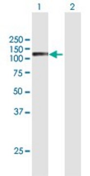 Anti-SEMA6C antibody produced in mouse