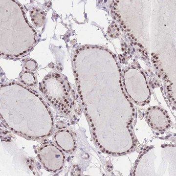 Anti-PUS10 antibody produced in rabbit