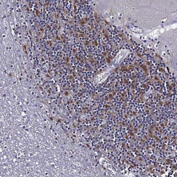 Anti-TMEM266 antibody produced in rabbit