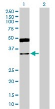 Anti-GRHPR antibody produced in rabbit