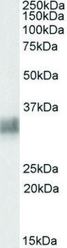 Anti-BST2 antibody produced in goat