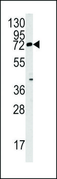 ANTI-REX1 (ZFP42)(N-TERMINAL) antibody produced in
