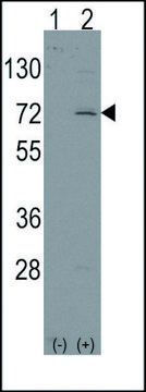 ANTI-LINGO1 (N-TERM) antibody produced in