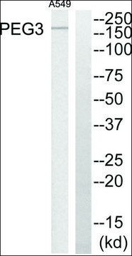 Anti-PEG3 antibody produced in rabbit