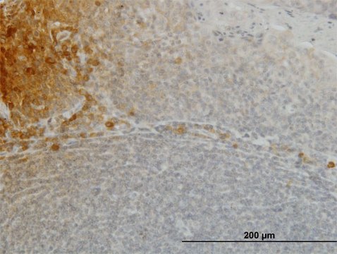 Monoclonal Anti-FGF21 antibody produced in
