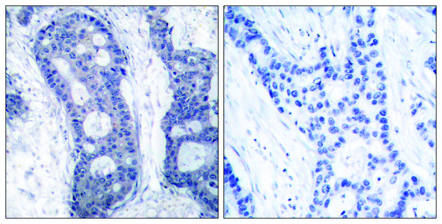 Anti-EIF4E antibody produced in rabbit
