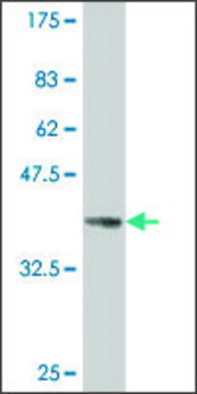 ANTI-PAX8 antibody produced in mouse