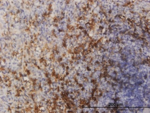 ANTI-FOXO1A antibody produced in mouse