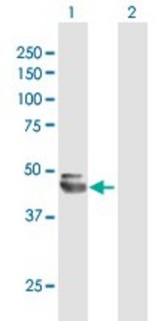 Anti-NEU1 antibody produced in mouse