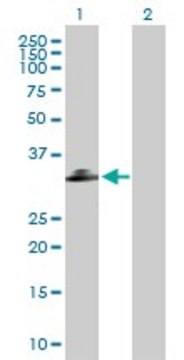 Anti-C1QTNF2 antibody produced in mouse