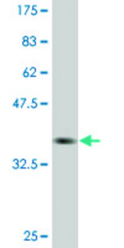Monoclonal Anti-PEO1, (C-terminal) antibody produced