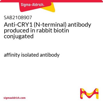 Anti-CRY1 (N-terminal) antibody produced in