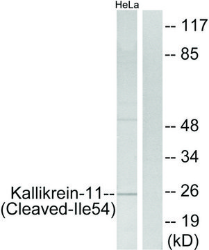 Anti-Kallikrein-11 (Cleaved-Ile??) antibody produced in