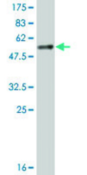 Monoclonal Anti-YWHAB antibody produced in