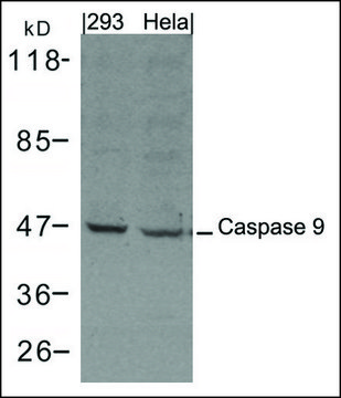 Anti-Caspase 9 antibody produced in