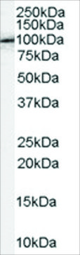 Anti-APBB1/FE65 antibody produced in goat